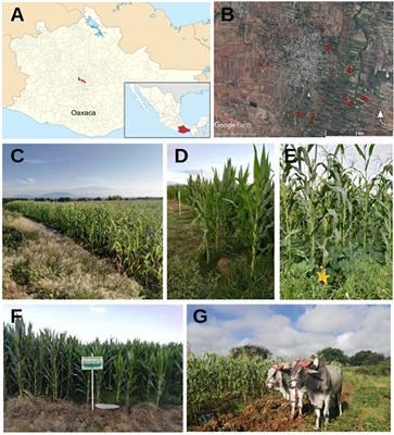 Linking Coleopteran Diversity With Agricultural Management of Maize-Based Agroecosystems in Oaxaca, Mexico